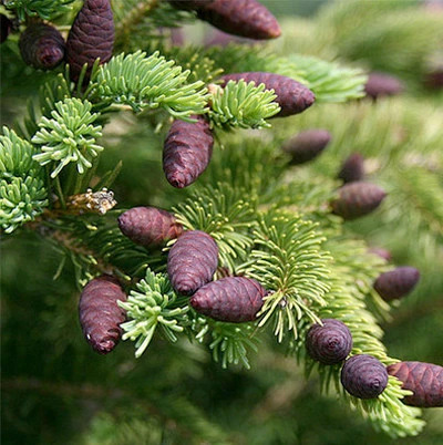 Black Spruce EO (CAS N° 8008-80-8 // 91722-19-9)