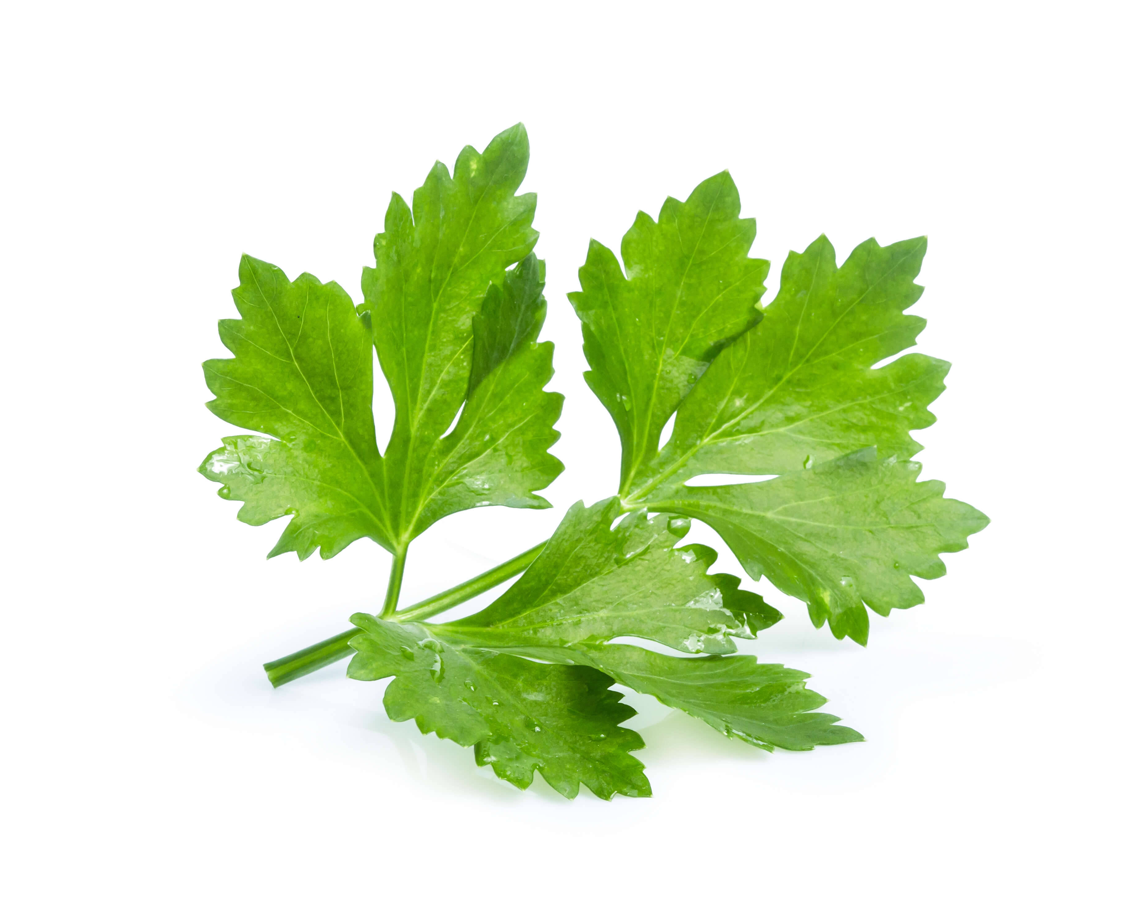 Coriander Leaf EO (CAS N° 8008-52-4)