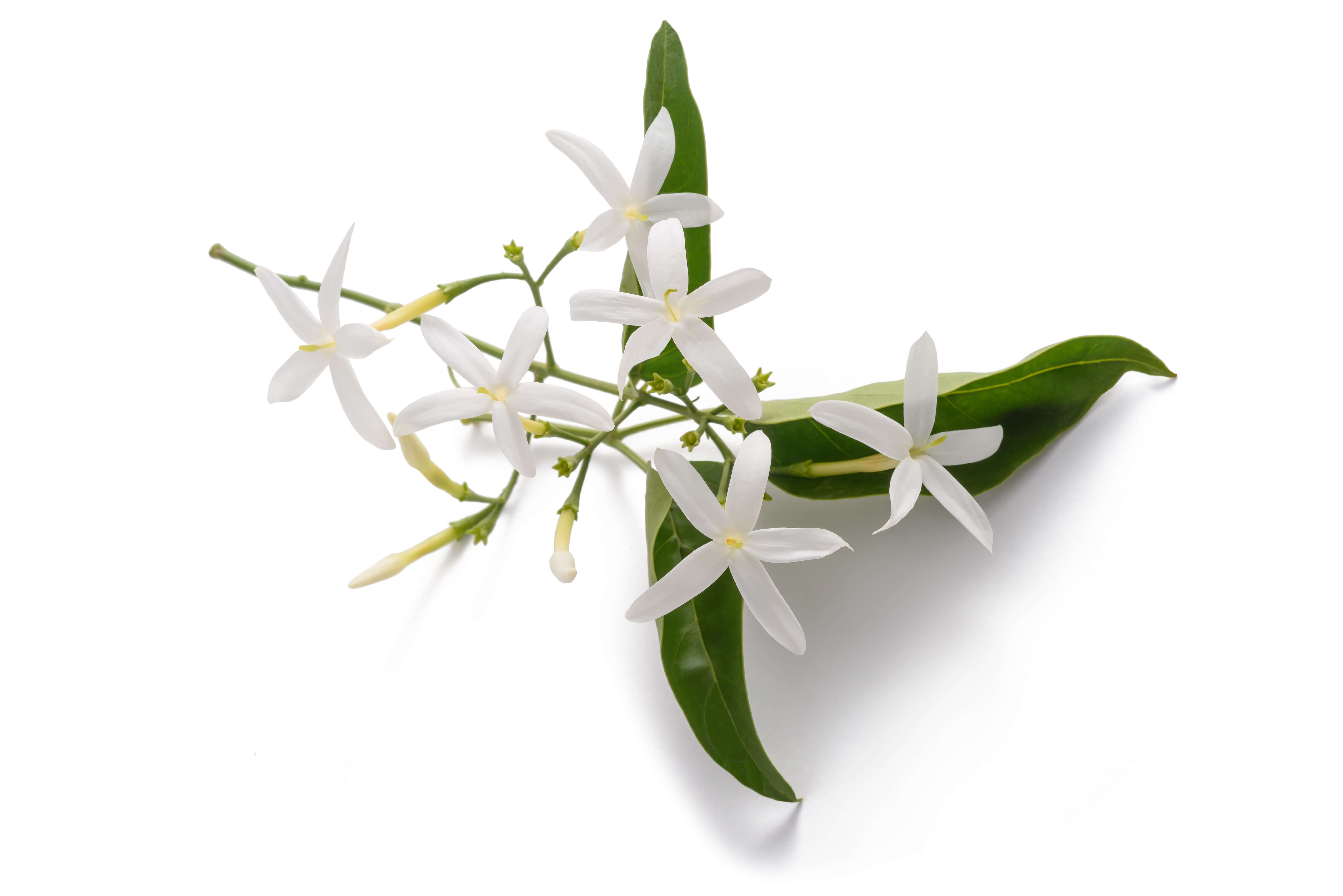 Grandiflorum Jasmine Absolute (CAS N° 8022-96-6)