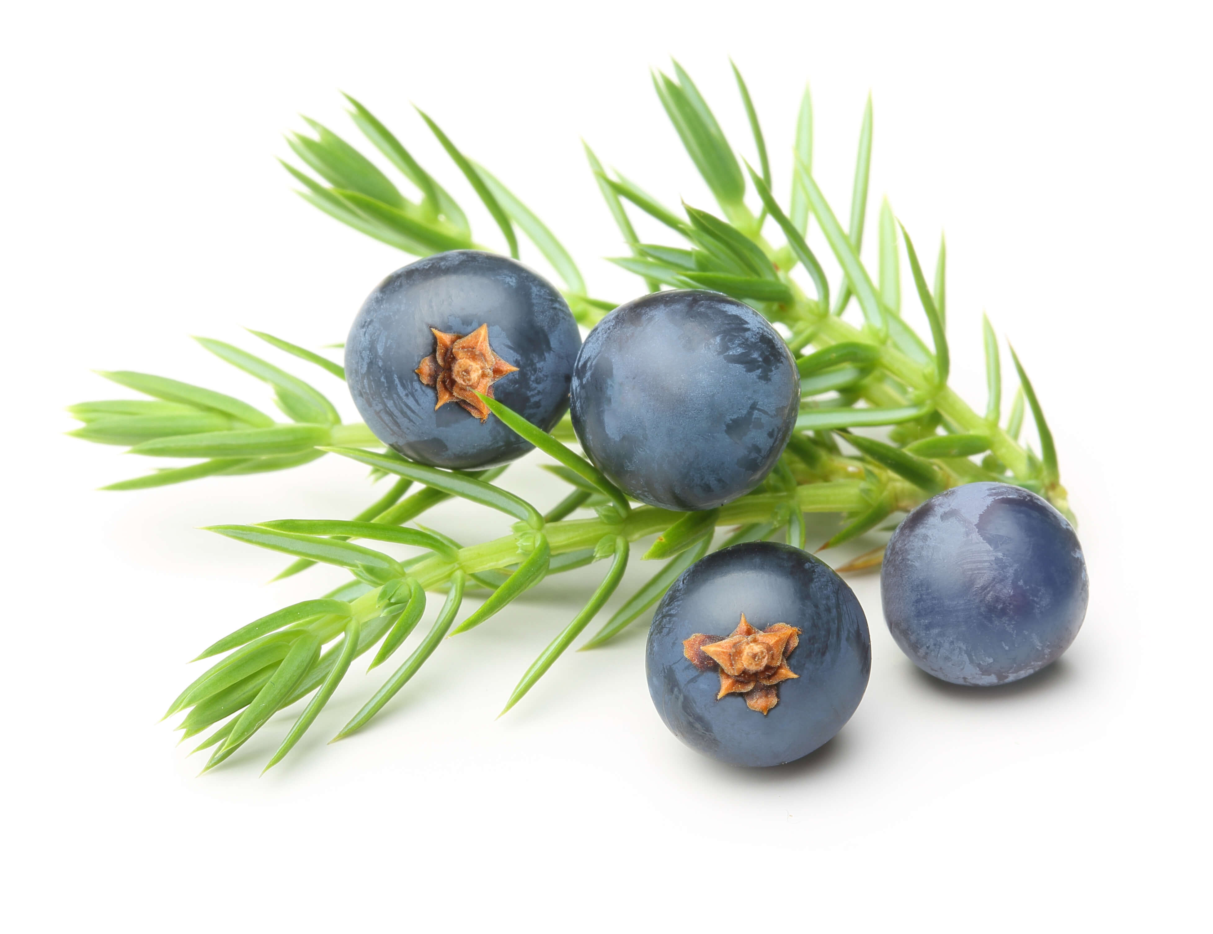 Juniper Berry EO (CAS N° 8002-68-4)