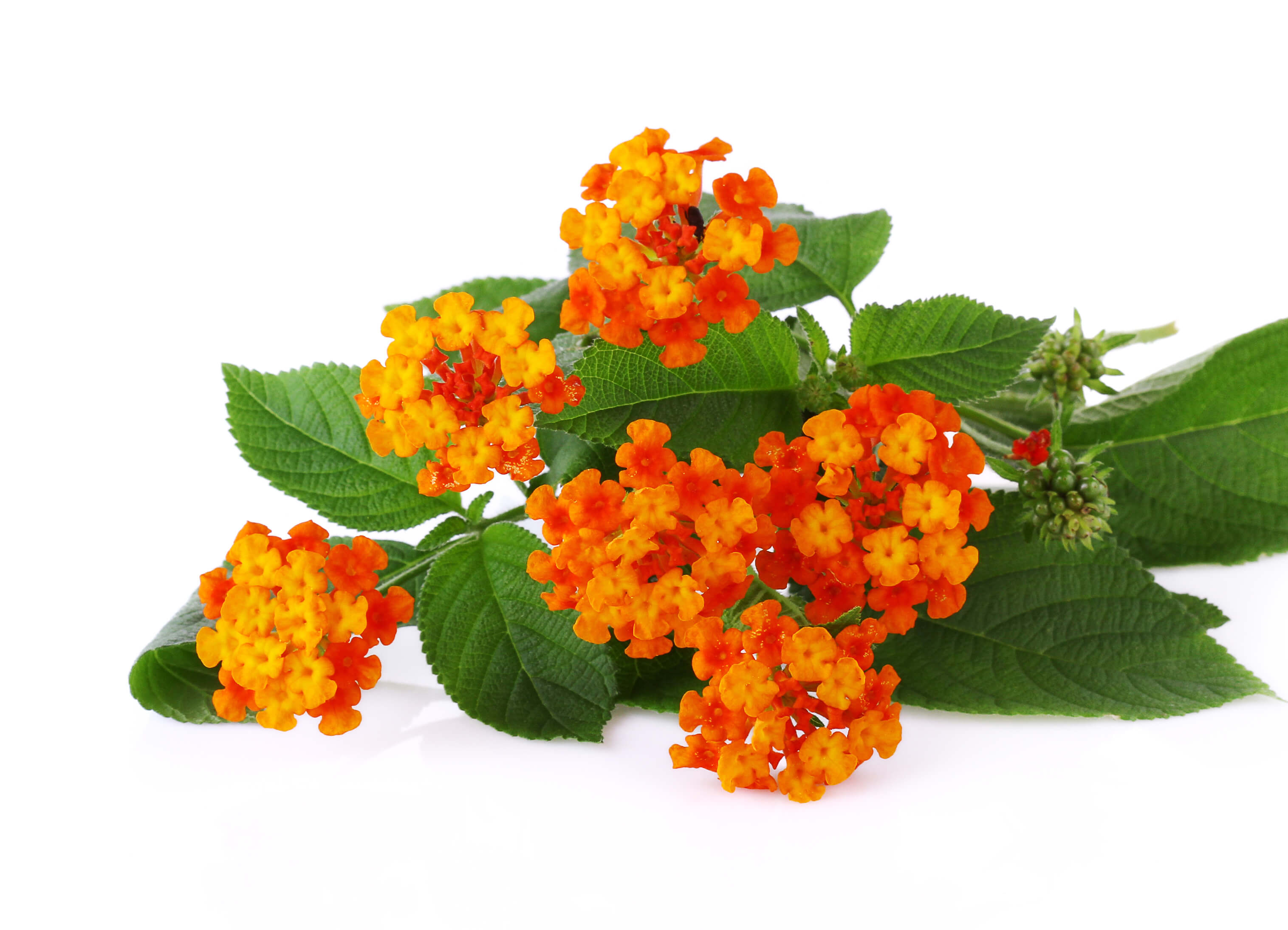 Lantana Camara EO (CAS N° 90046-17-6)