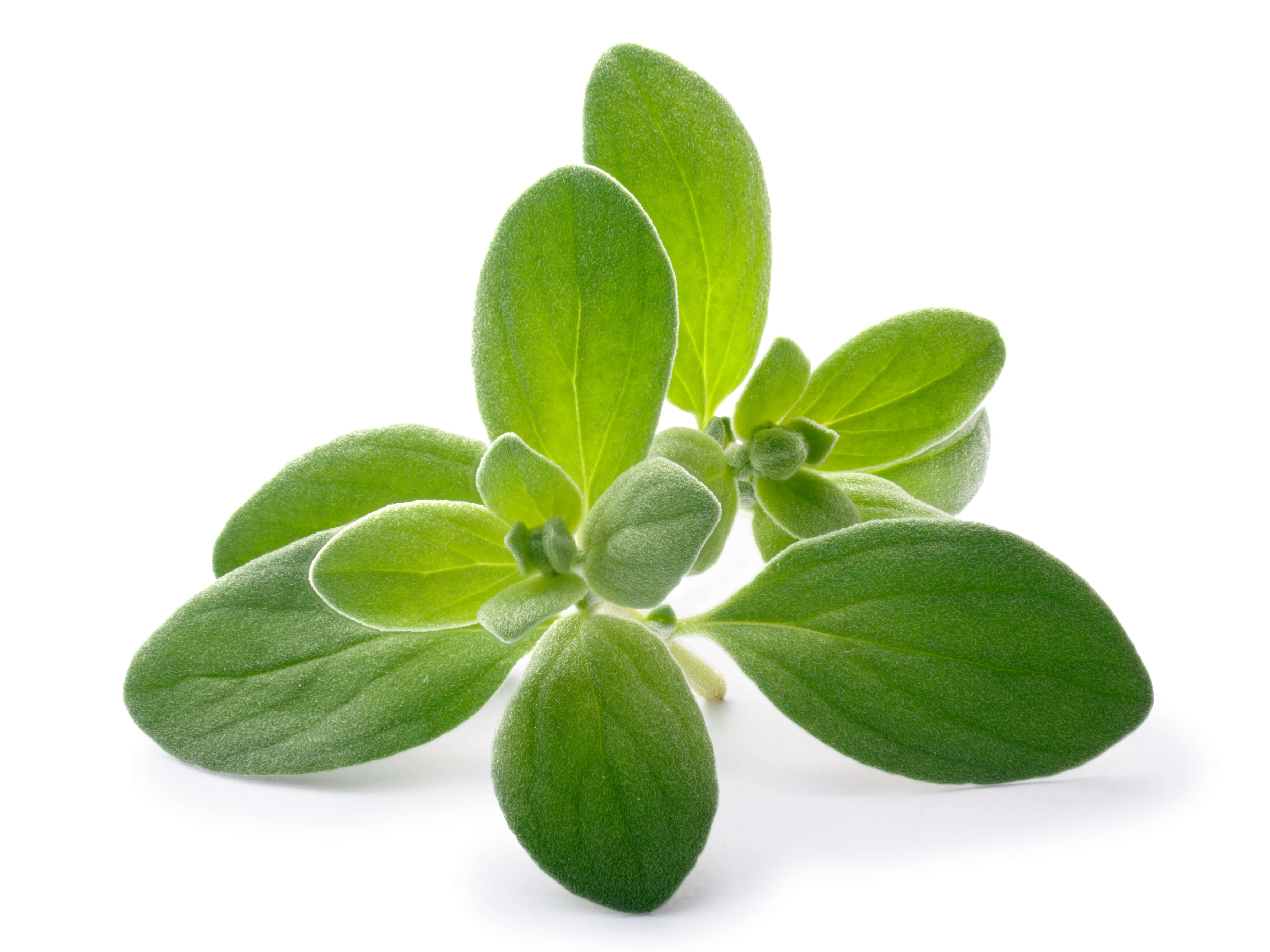 Marjoram EO (CAS N° 8015-01-8)