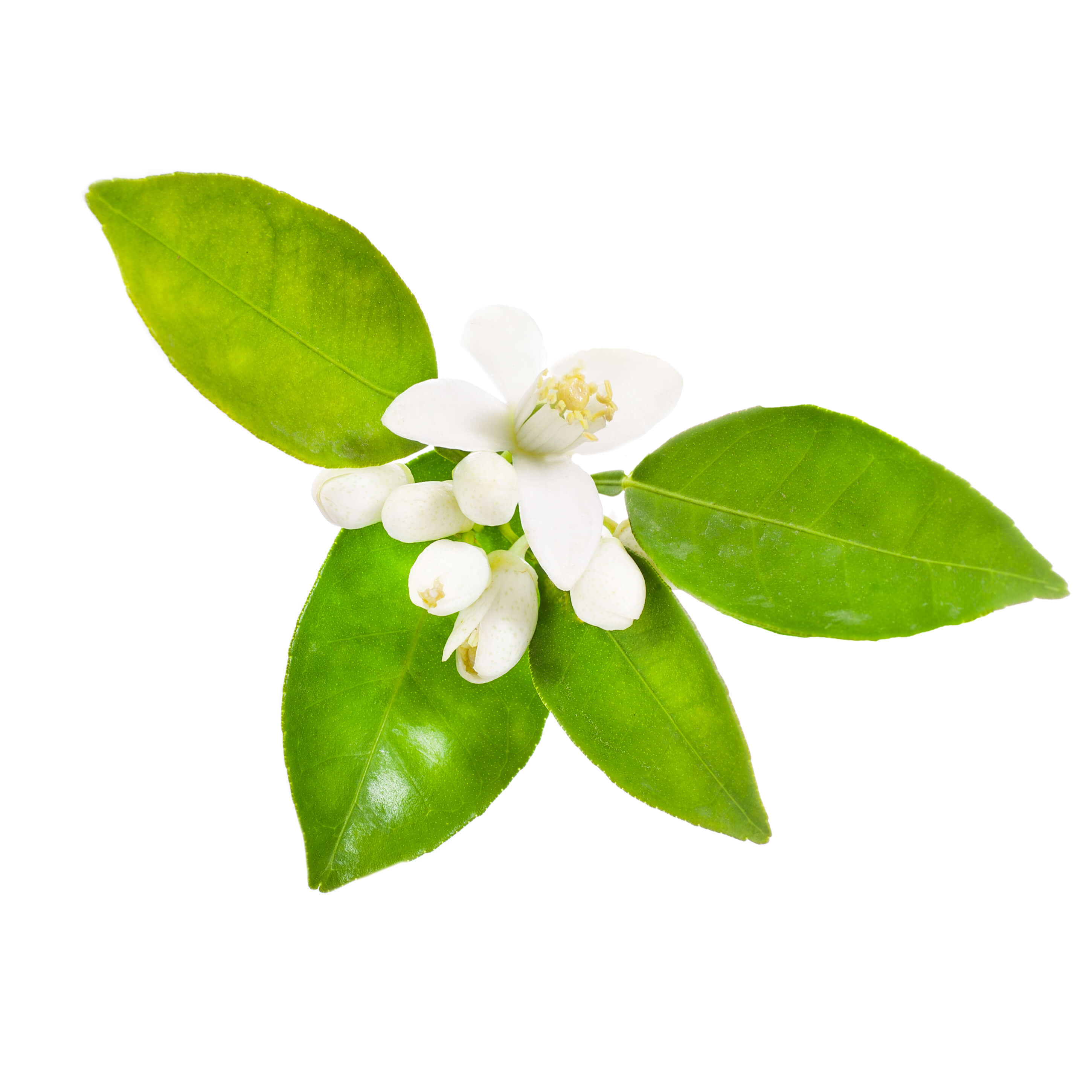 Neroli EO (CAS N° 8016-38-4)