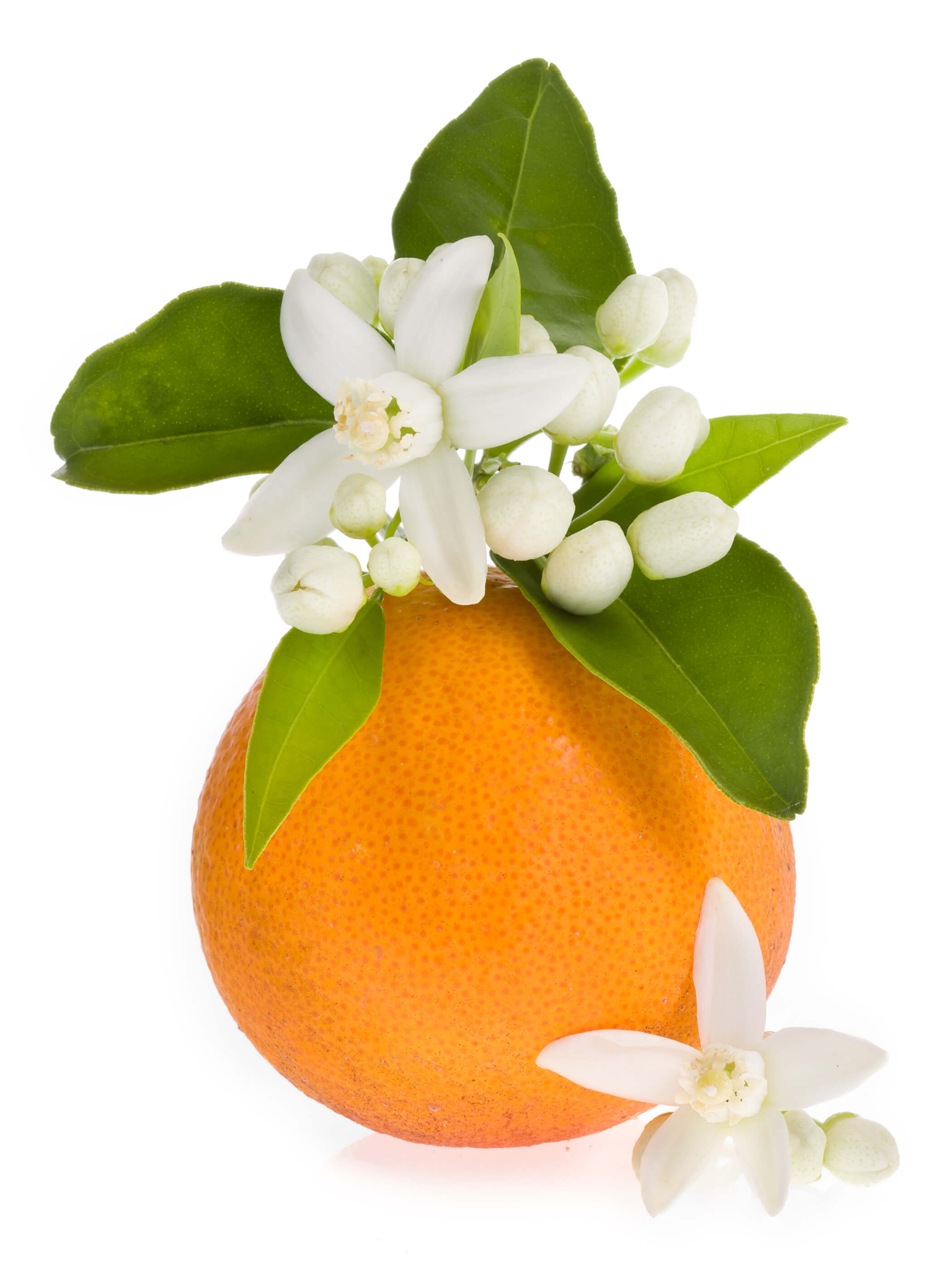 Orange Blossom Absolute (CAS N° 8030-28-2)