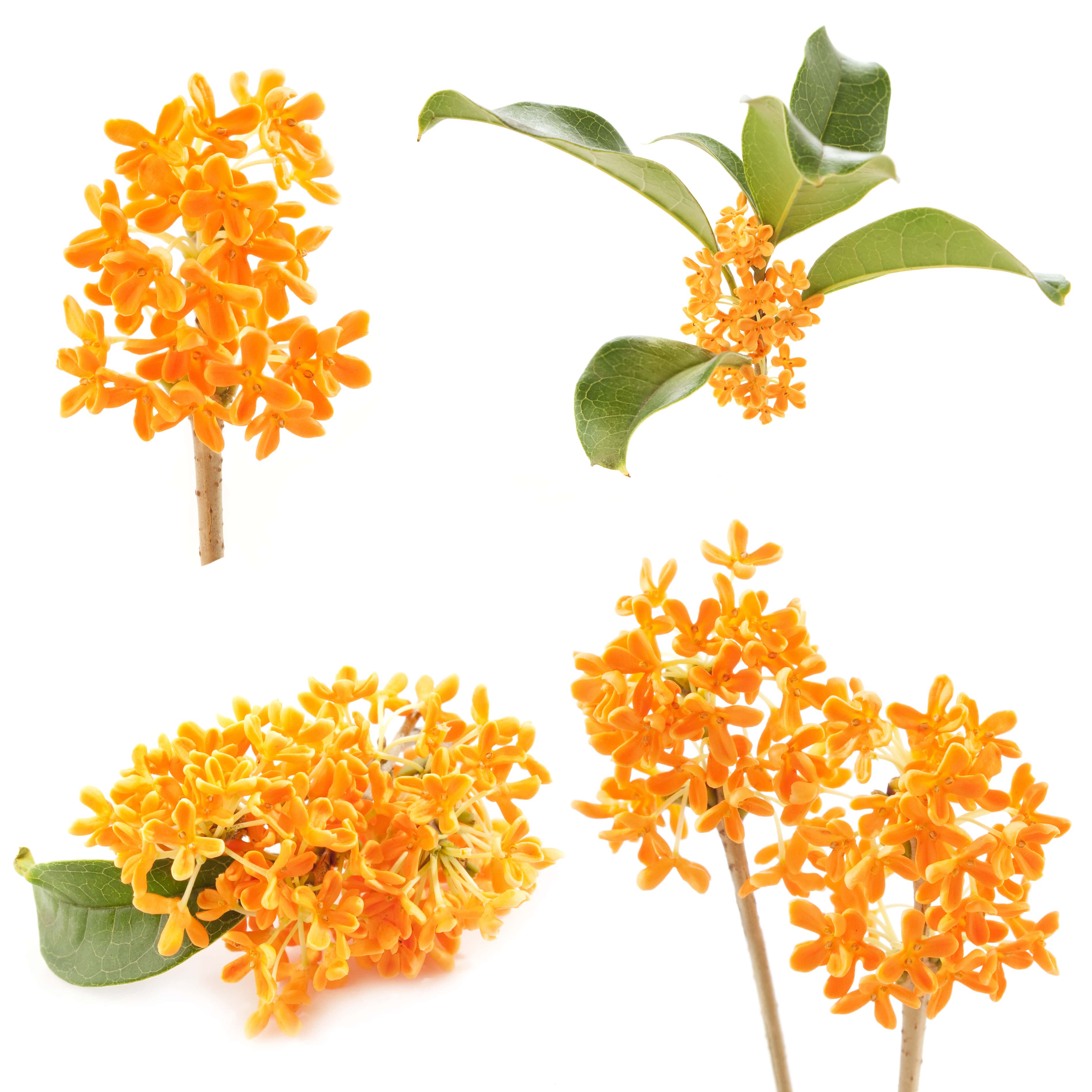 Osmanthus Absolue (N° CAS 68917-05-5)