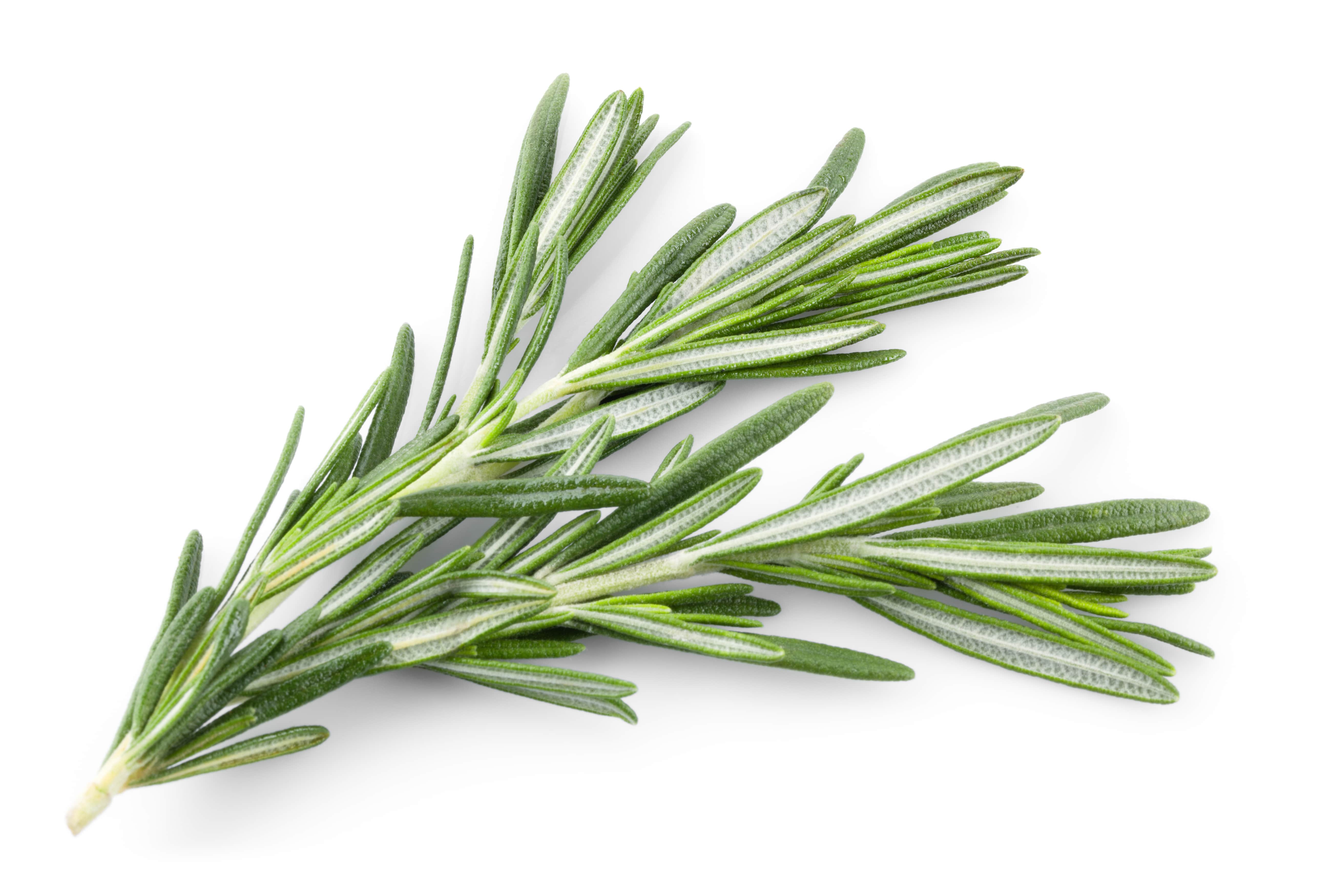 Rosemary EO (CAS N° 8000-25-7)