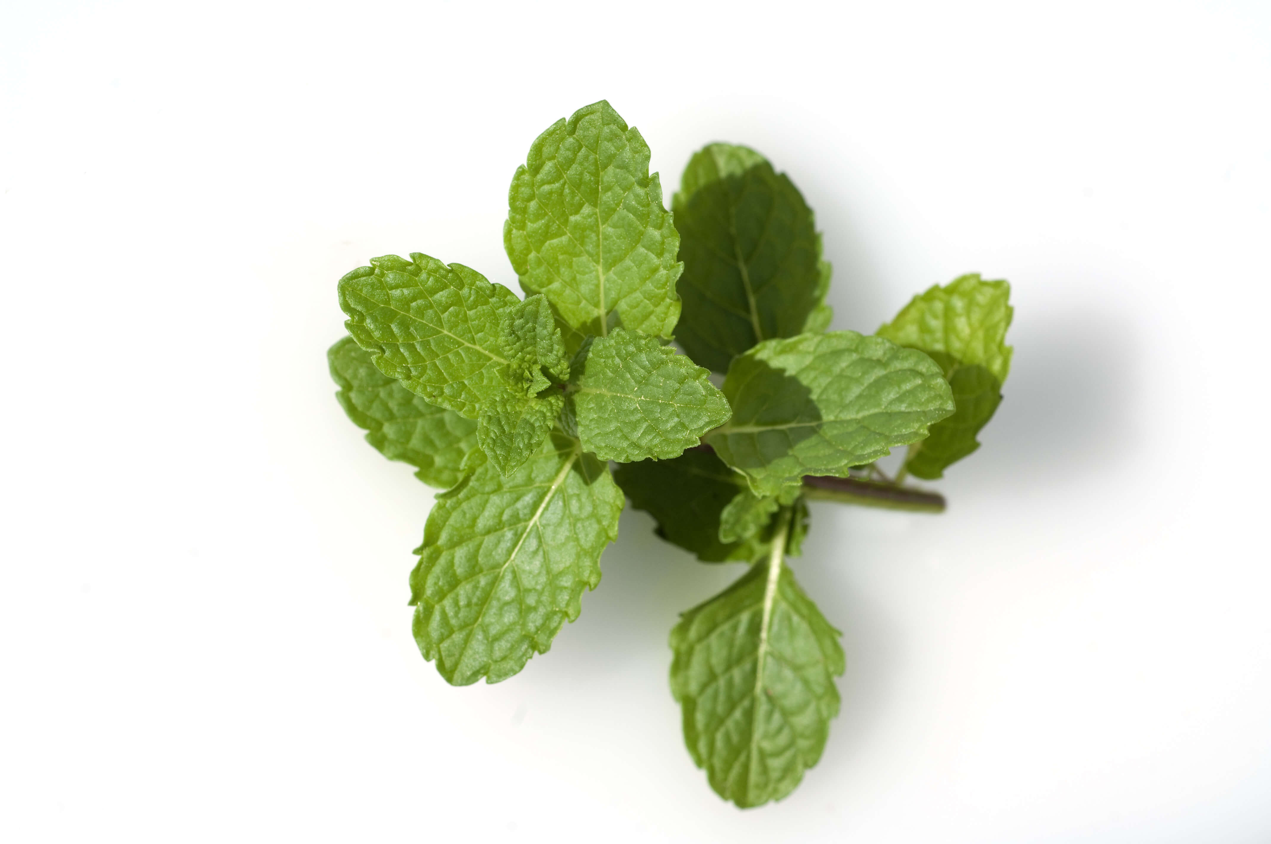 Spearmint Absolute (CAS N° 8008-79-5)