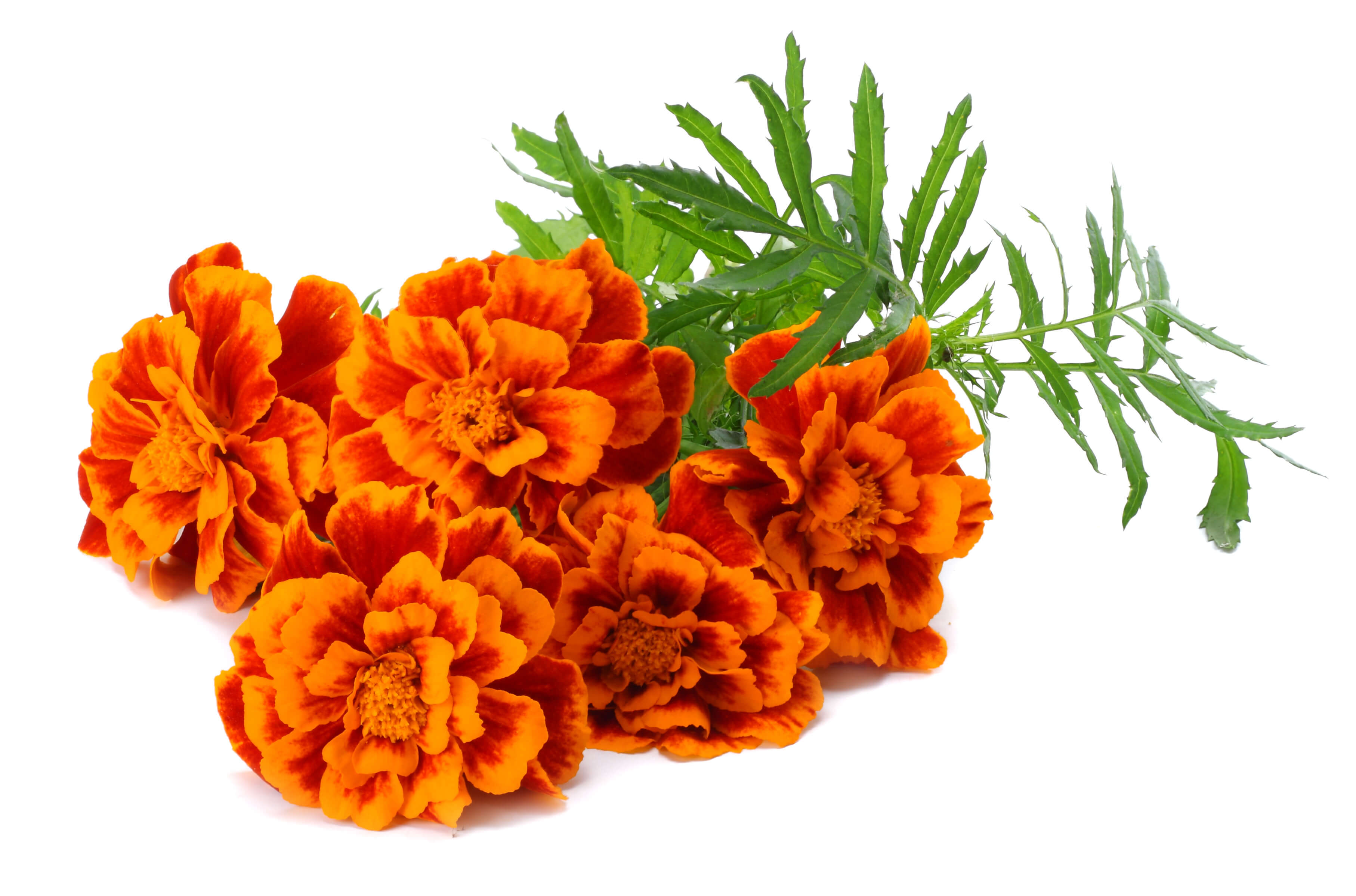 Tagetes EO (CAS N° 8016-84-0)