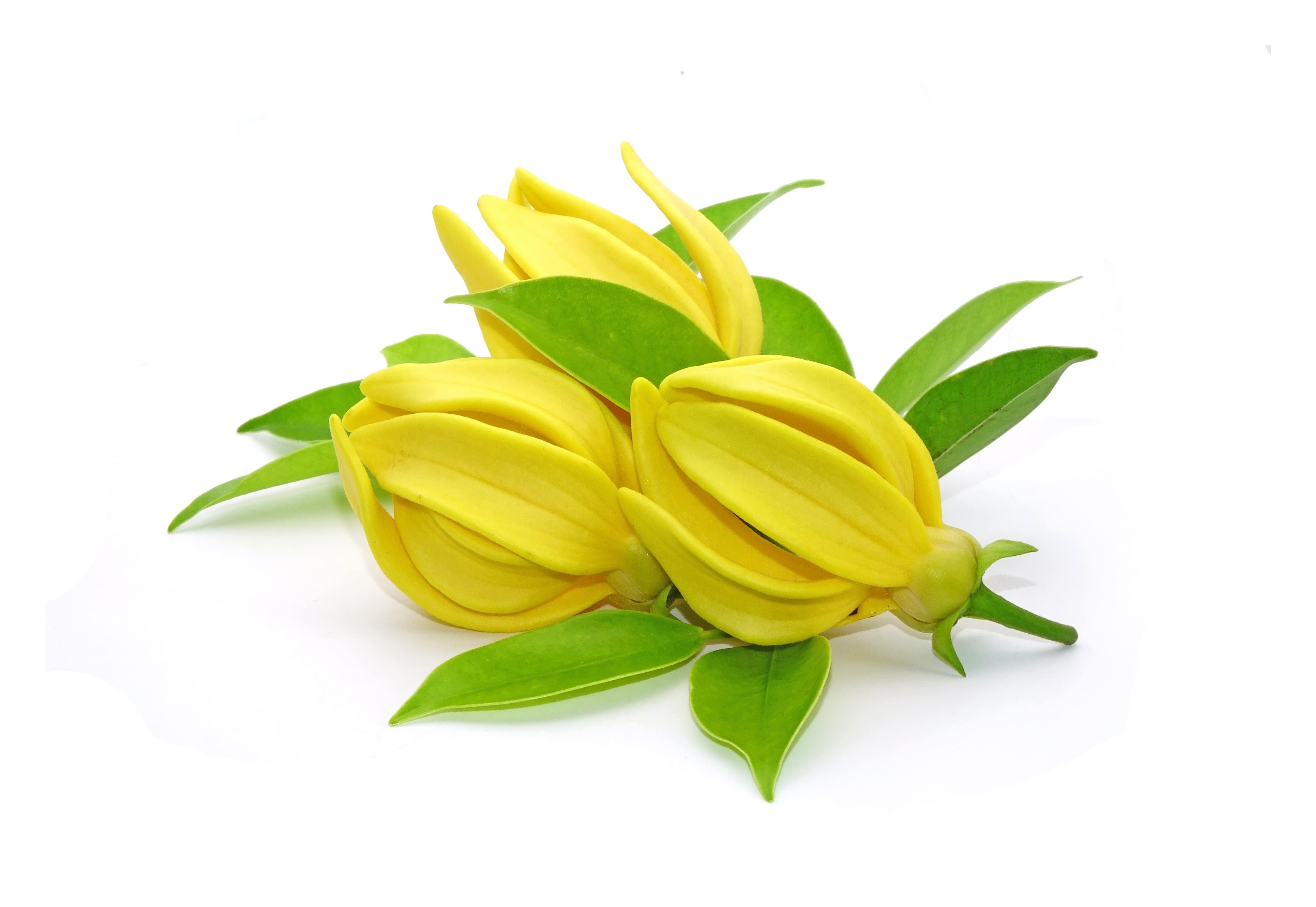 Ylang-Ylang Absolue (N° CAS 8006-81-3)